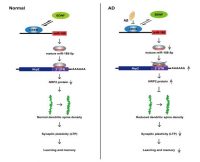 알츠하이머 기억력 회복·치료 물질 발견