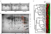 김승태 부산한의전 교수, 인삼의 파킨슨병 치료 효과 입증