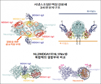 시냅스 조절 핵심단백질 구조 및 작용 메커니즘 규명