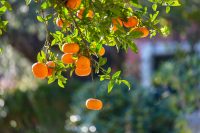 “한의사업으로 제주도민 비만 없앤다”