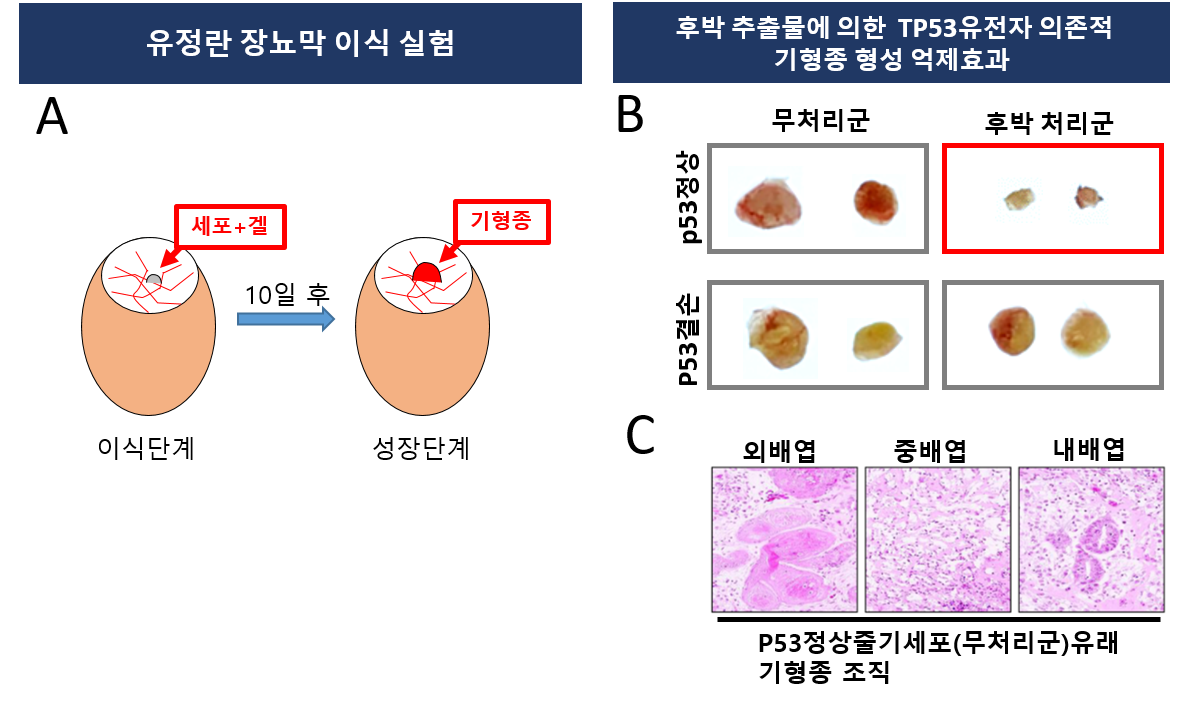 줄기세포2(유정란 장뇨막 이식실험을 통한 후박추출물의 기형종 형성 억제효능 입증).png