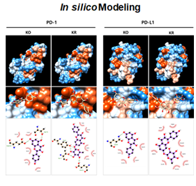 항암2(현초 성분의 면역관문 단백질 분자결합 저해 효과-인실리코 실험).png