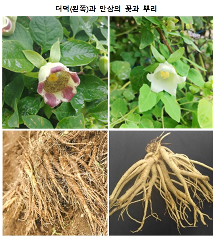 더덕만삼.jpg
