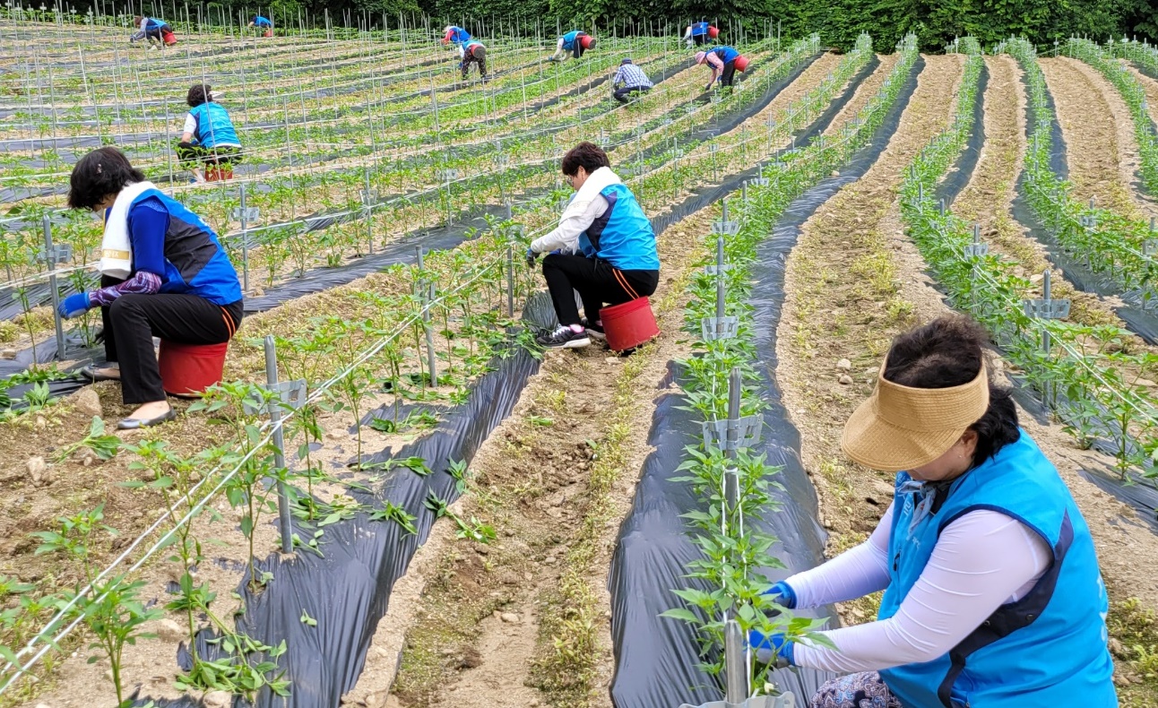 [사진설명] 자생봉사단이 강원 인제군 안삽재농원에서 농촌일손돕기 봉사활동을 하고 있다..jpg