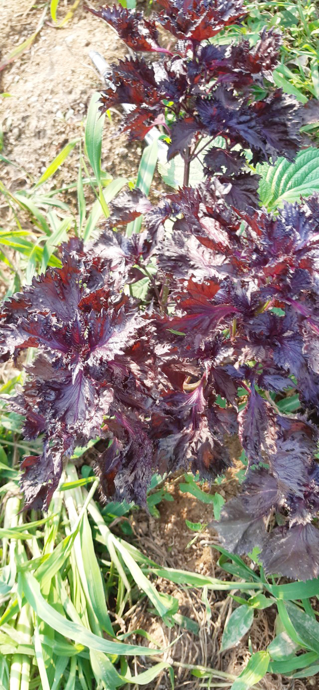 자소엽 (2).jpg