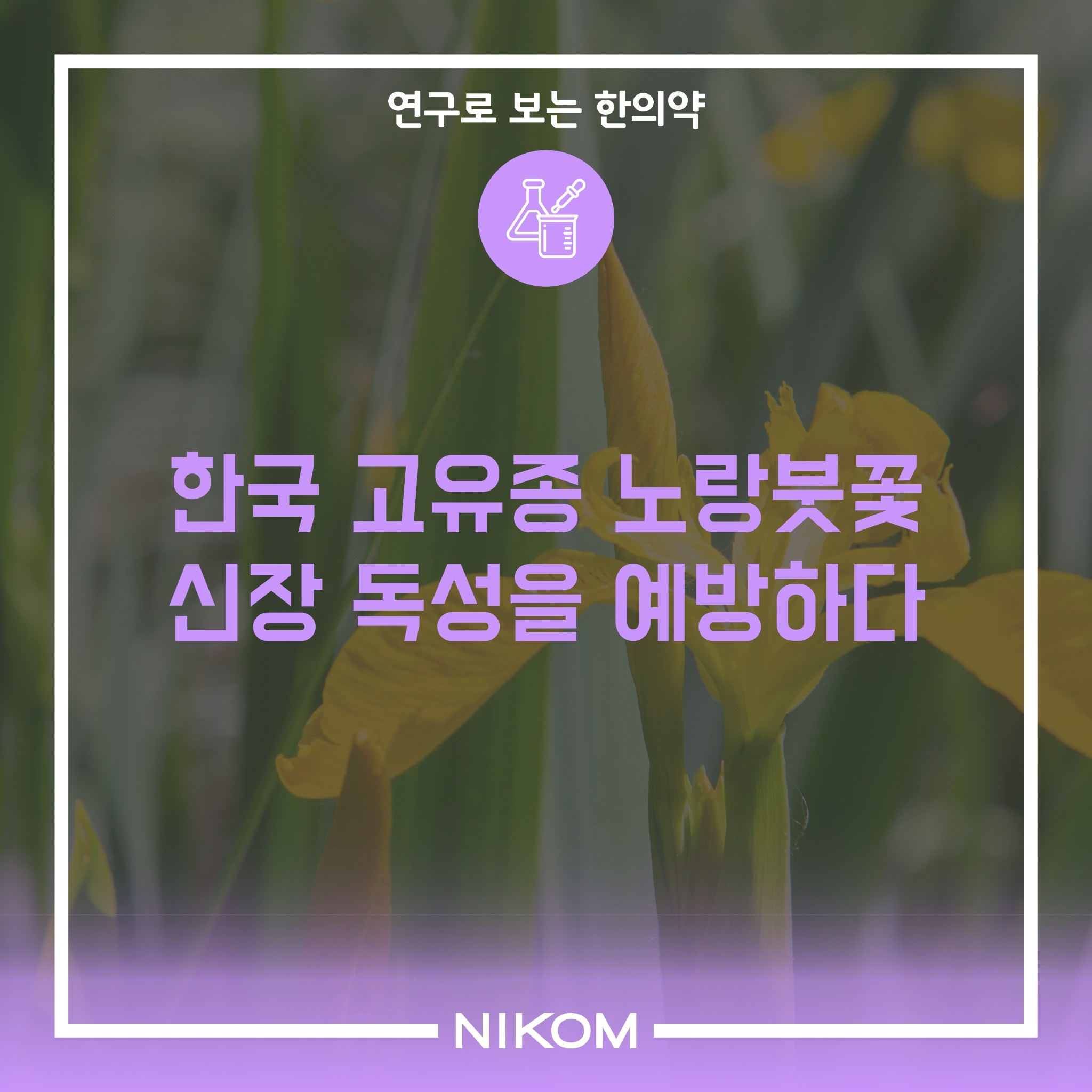 01 (노랑붓꽃)연구로보는한의약-썸네일.pdf_page_1.jpg