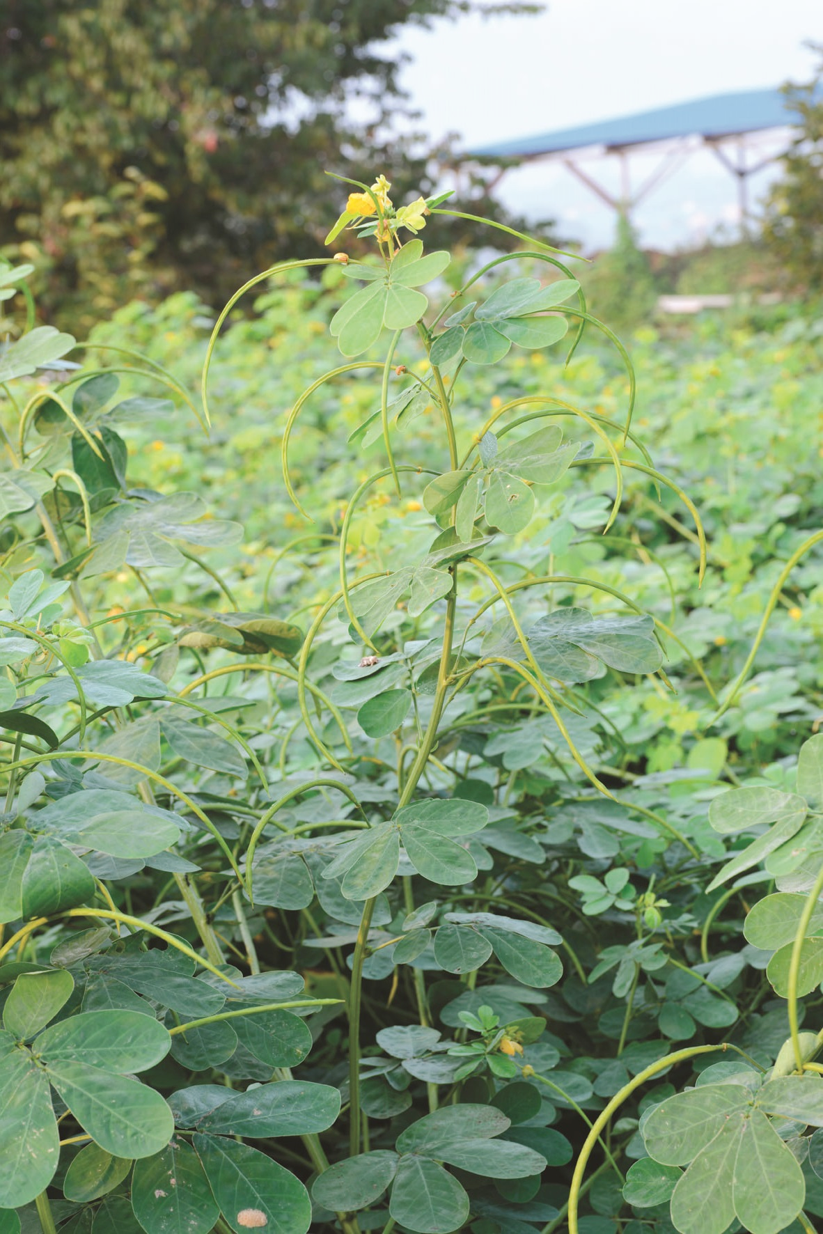 결명자 (1).png