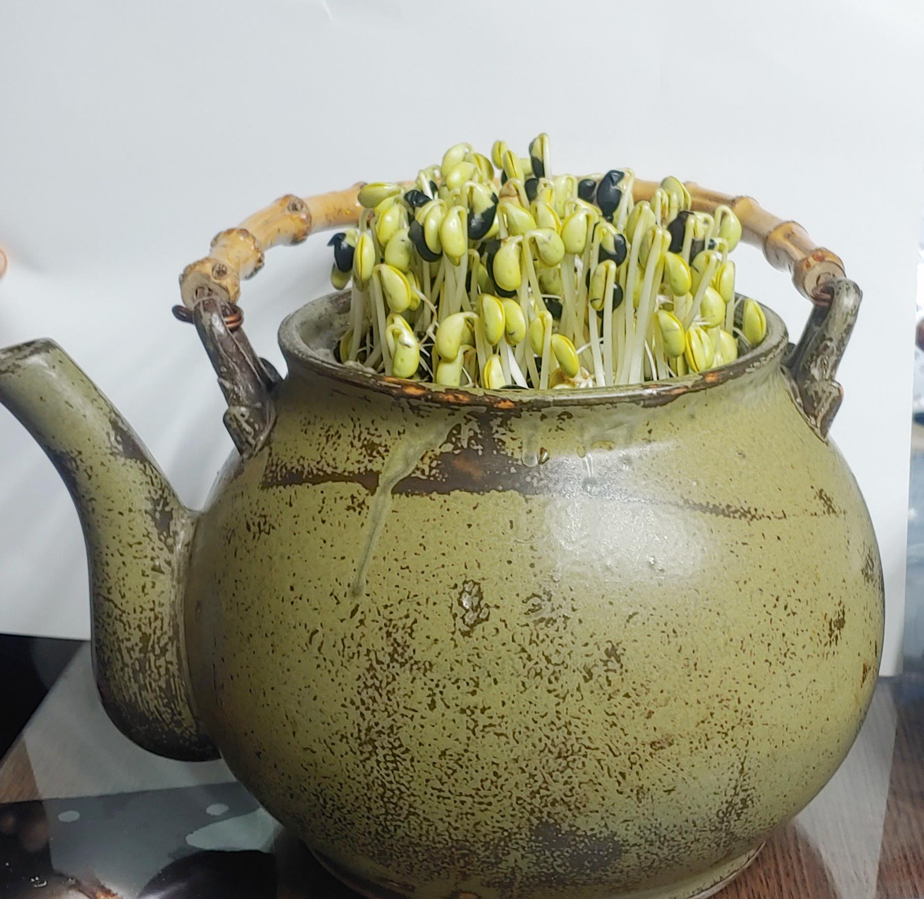 결명자 (1).jpg