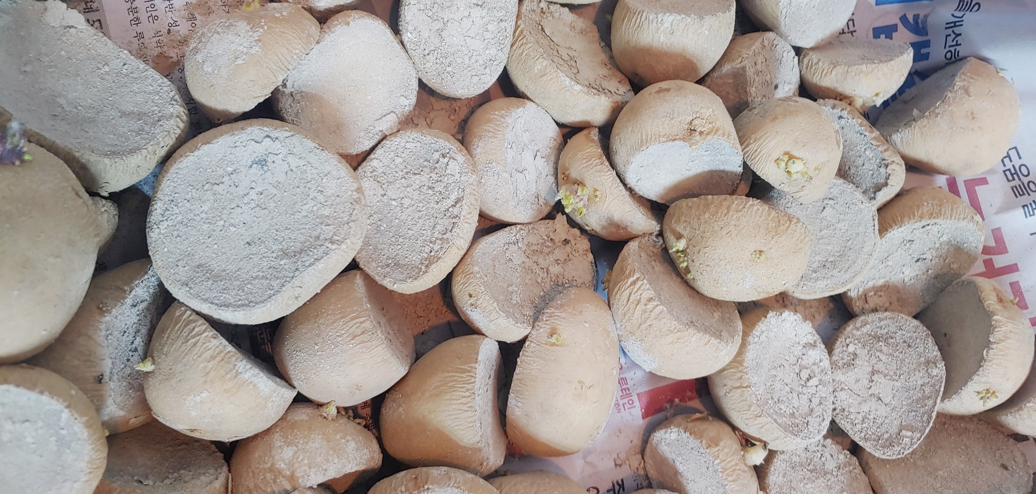 재를 발라둔 감자.jpg