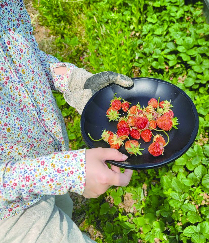 [권해진2]텃밭 일반 딸기.jpg