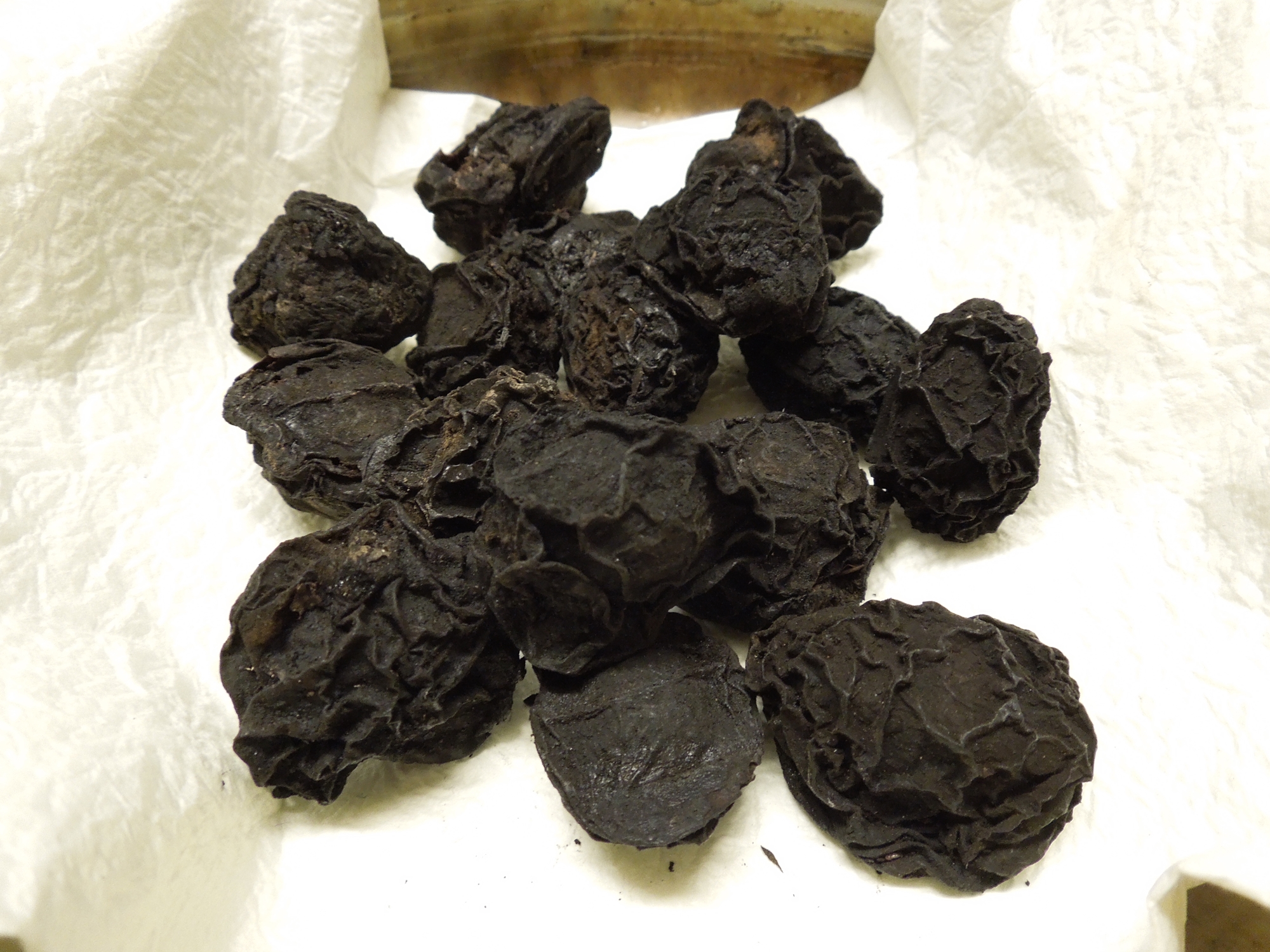 [사진설명] 오매(사진출처_위키백과).jpg