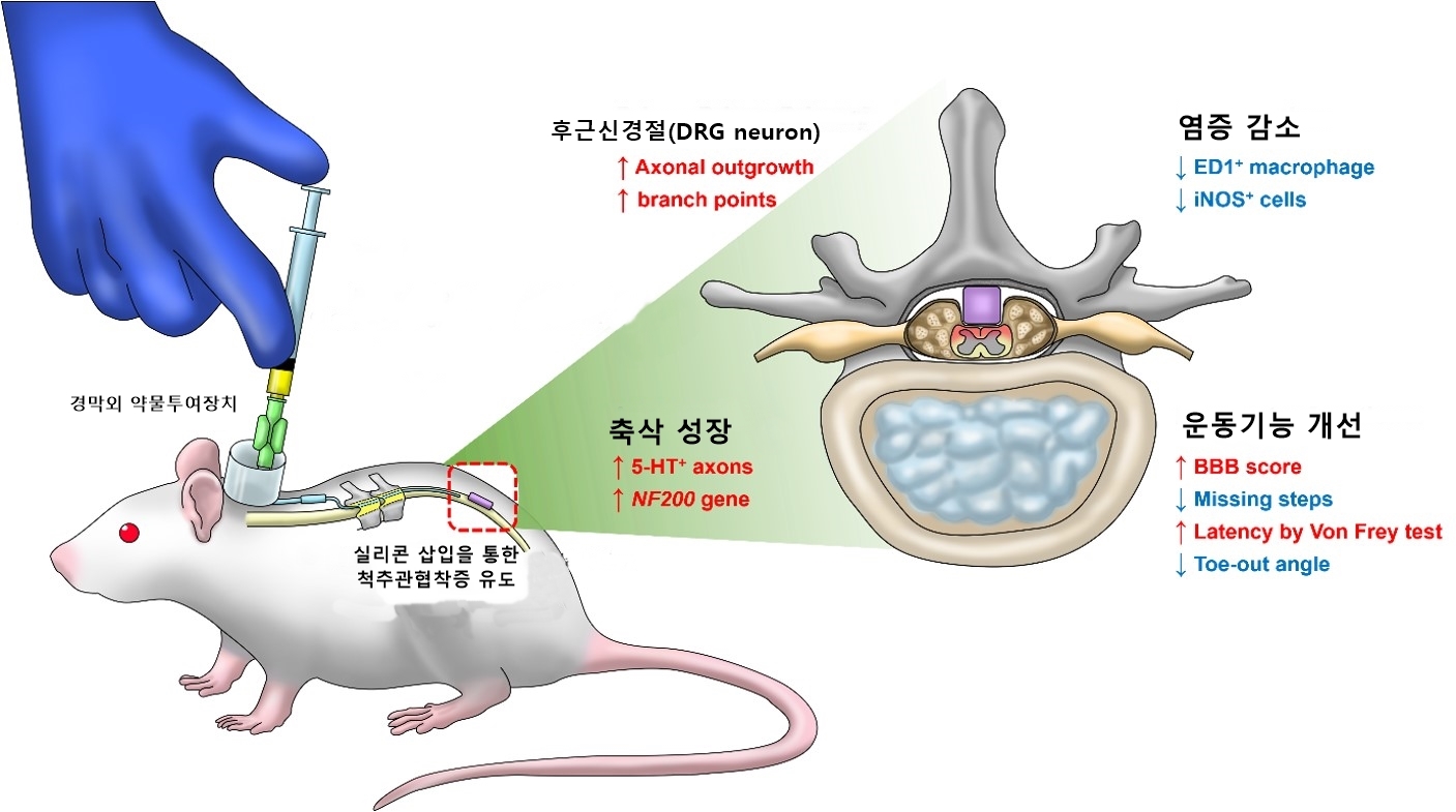[사진설명] 척추관협착증 신바로2 약침 경막외 투여 실험 모델.jpg