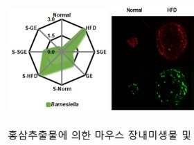홍삼의 항비만·항당뇨 효능 새로운 기전 ‘규명’