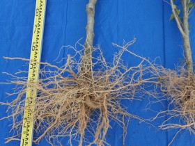 무궁화 뿌리서 폐암세포 증식 막는 신물질 최초로 발견