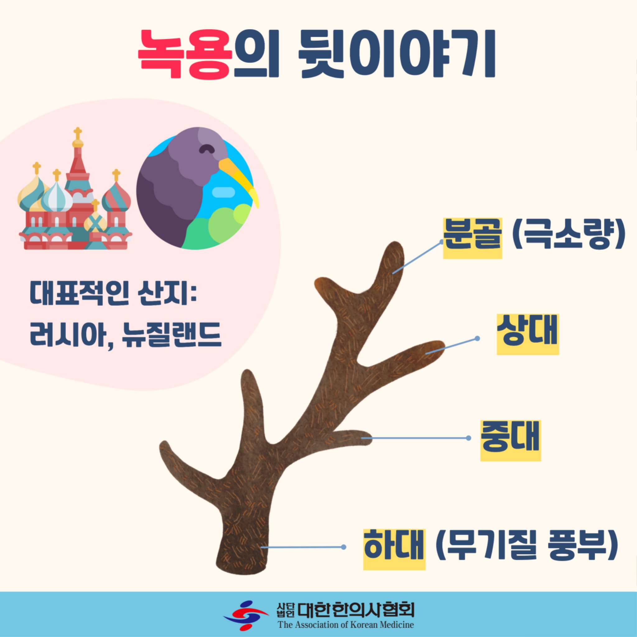 녹용7.jpg