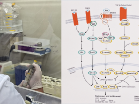 한의약 기반 줄기세포 활성 ‘재생약침’ 개발