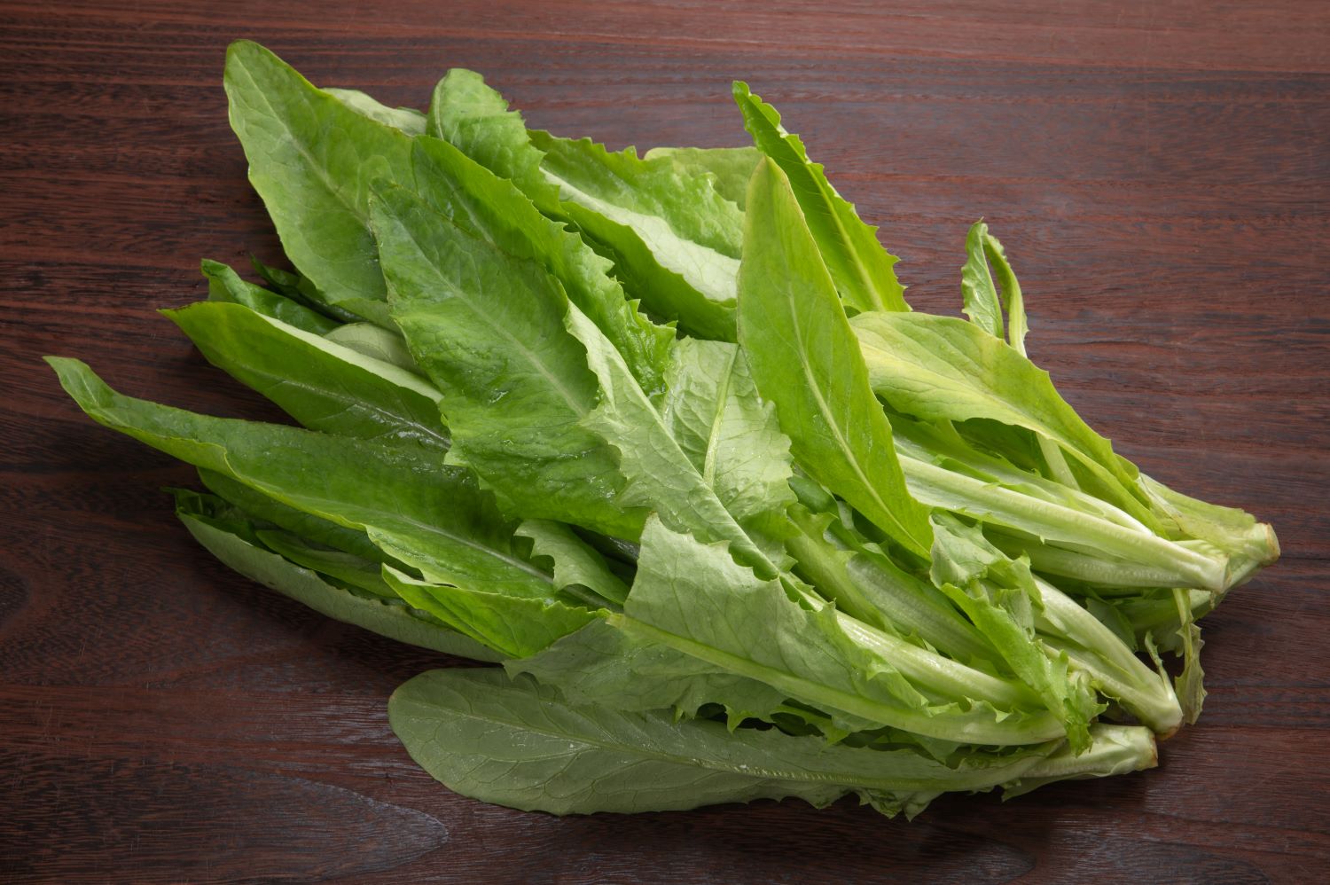 [사진설명] 씀바귀 (출처 - 어도비 스톡).jpg