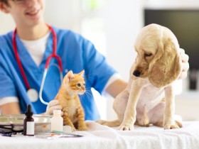 “한의학과 수의학 융합 연구로 반려동물 건강 관리”