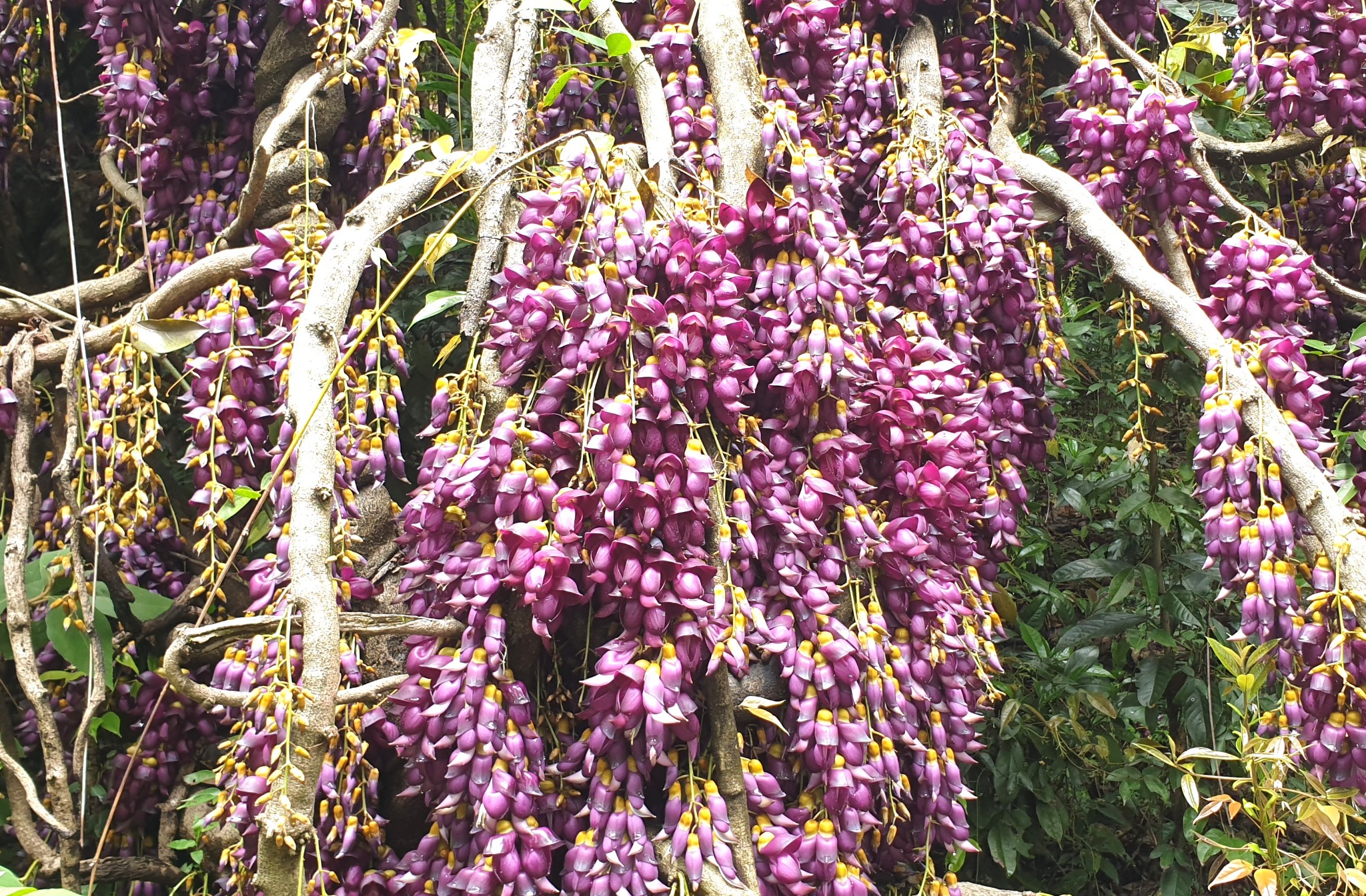 사진 5- 수많은 보라색 꽃이 피어 있는 M sempervirens &copy박종철.jpg