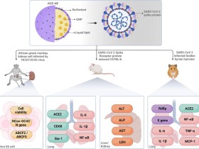 인삼 유래 나노소재의 감염성 질환 대응 가능성 ‘제시’