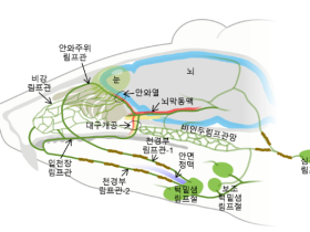 “뇌 속 노폐물, 간편하게 배출하는 방법 찾았다”