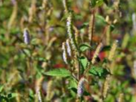 국내 자생식물 ‘향유’, 항바이러스·항염증 효과 ‘입증’