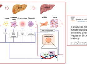 인진오령산, 지방간염 개선 치료제로 ‘주목’