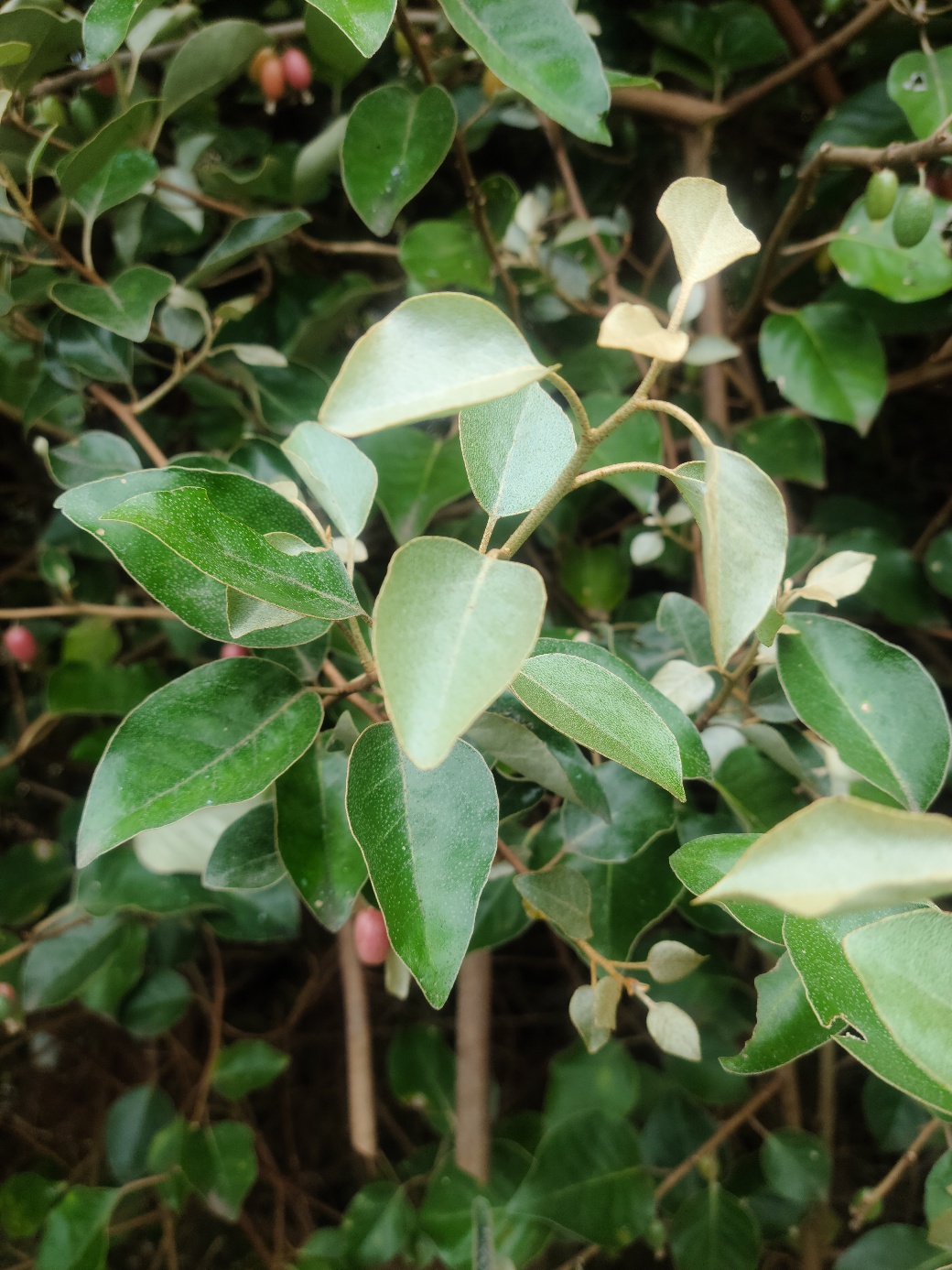 한약재 ‘동조’의 탈모 예방 효과 ‘확인’