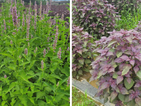 국산 곽향·자소엽, 하고(夏枯) 피해 없이 생육 ‘양호’