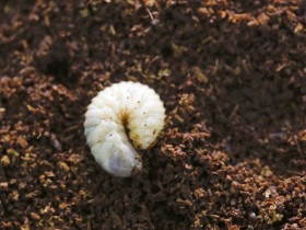 꽃벵이 추출물, “뼈 건강에 효과 있네”