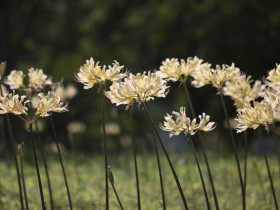“상사화 추출물로 폐암 항암제 내성 잡는다”