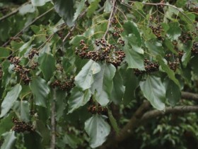 헛개나무 가지 추출물, 면역기능 활성 효과 ‘확인’