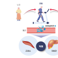 건강한 노화의 지름길, 운동으로 근육과 간 기능 지켜요