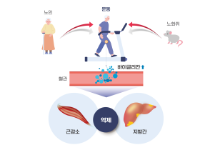 건강한 노화의 지름길, 운동으로 근육과 간 기능 지켜요