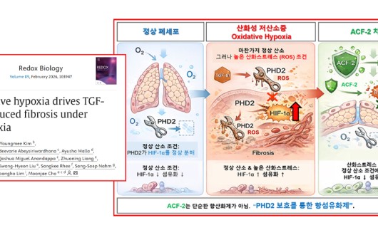 정상 산소에서도 진행되는 폐섬유화의 숨은 원인 첫 규명