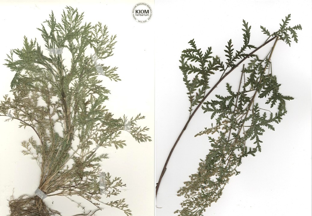 청호 한인진.jpg