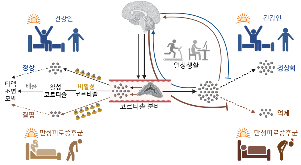 “만성피로증후군, 호르몬 부족 문제 아니다”
