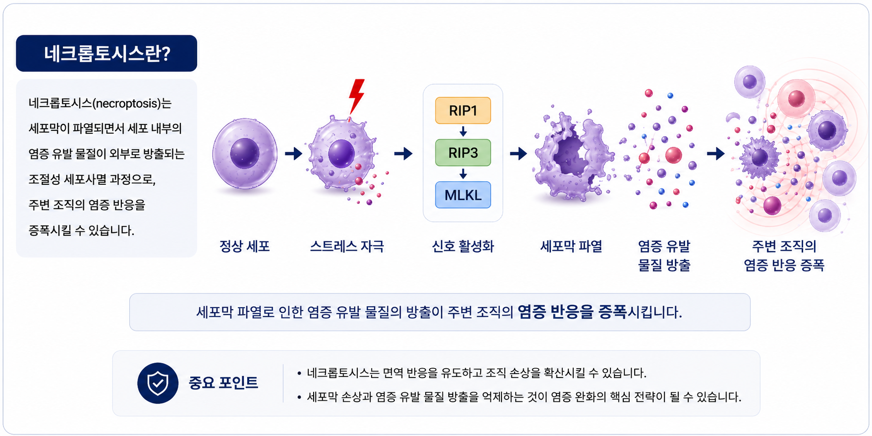 [AI생성] 네크로톱시스 설명 이미지.png