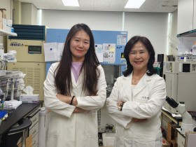 잣나무 잎 추출물서 피로 개선 가능성 확인
