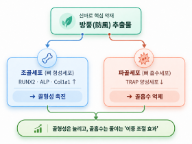 한약재 방풍, 뼈 재생 촉진 효과 규명