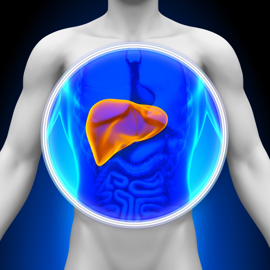 Medical X-Ray Scan - Liver